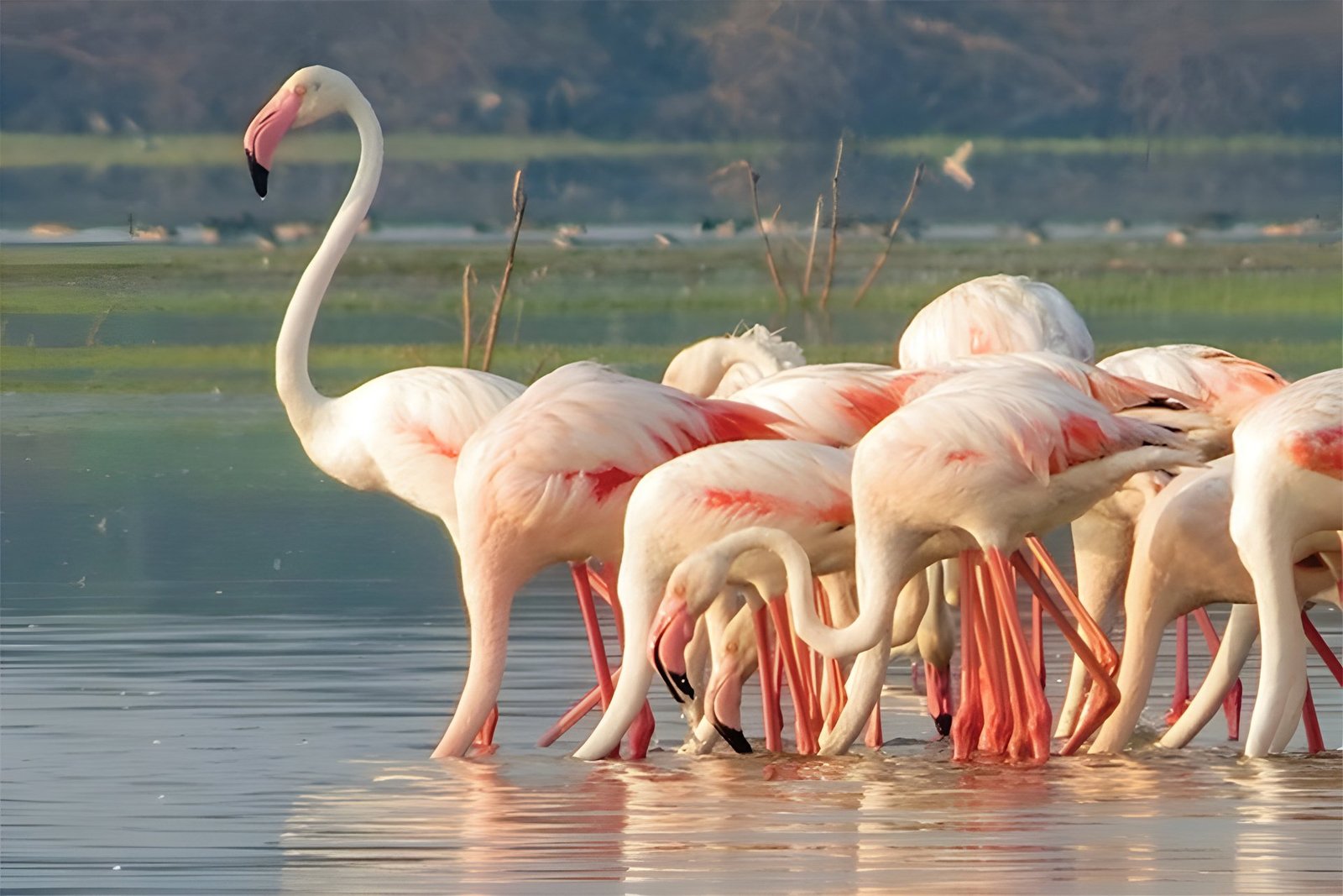 Bundala National Park